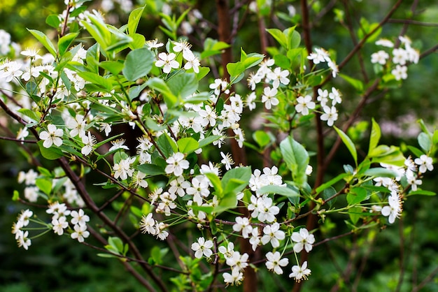 Flores de los cerezos en flor en un día de primavera.