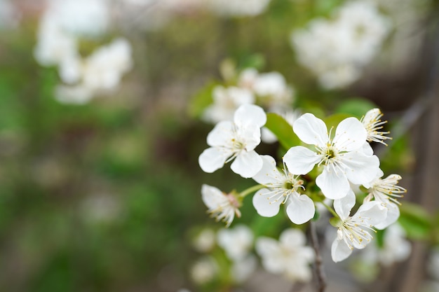 Flores de los cerezos en flor en un día de primavera