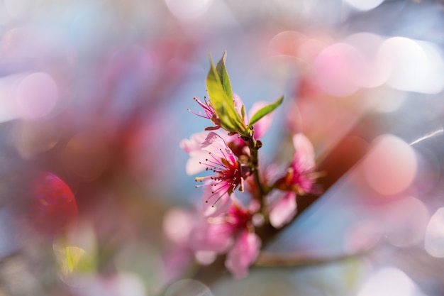 Flores de los cerezos en flor en el jardín de primavera.