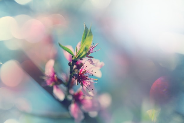 Flores de los cerezos en flor en el jardín de primavera.