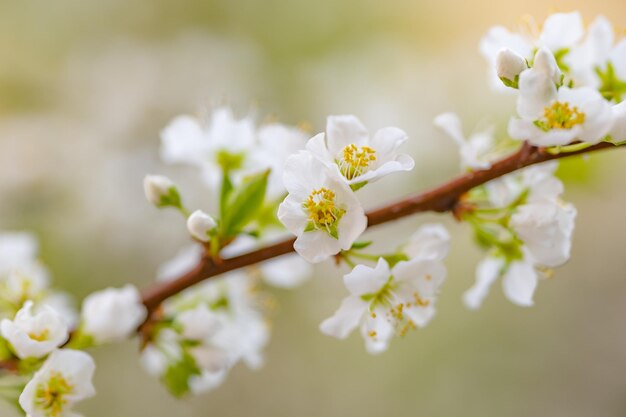 Flores de los cerezos en flor.