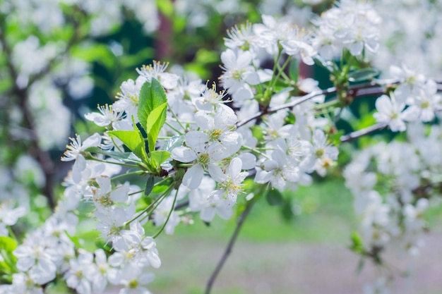 Flores de los cerezos en flor.