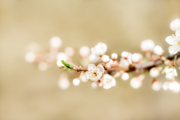 Flores de los cerezos en flor