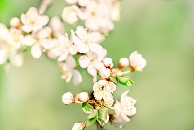 Flores de los cerezos en flor