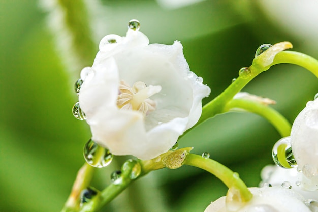 Flores cheiro bonito lírio do vale ou maio-lírio com gotas após a chuva