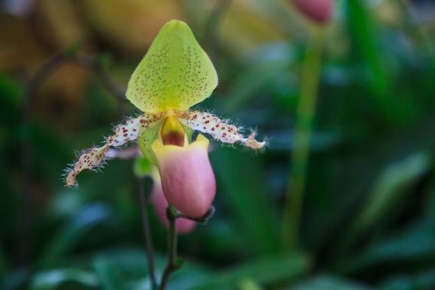 Flores: chinelo de senhora, chinelo de senhora ou chinelo orquídea Paphiopedilum, Paphiopedilum sukha