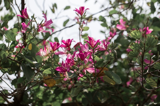 Flores de chongkho en el árbol.