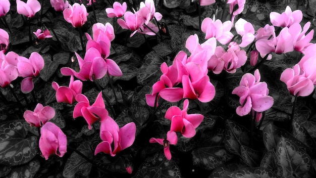 Flores de ciclamen rosa brillando sobre fondo negro