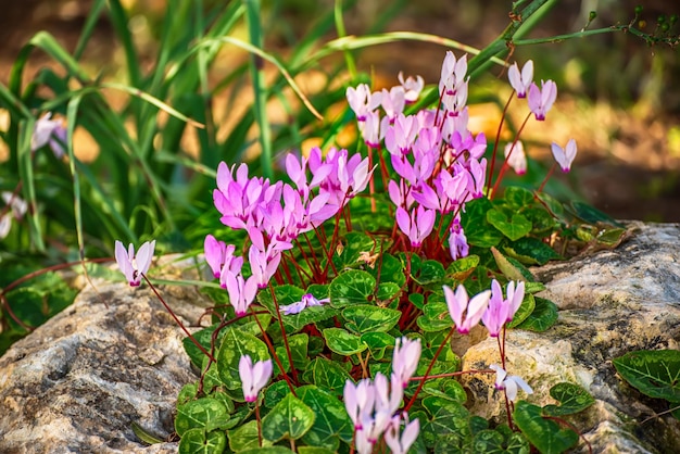 Flores de ciclamen silvestre