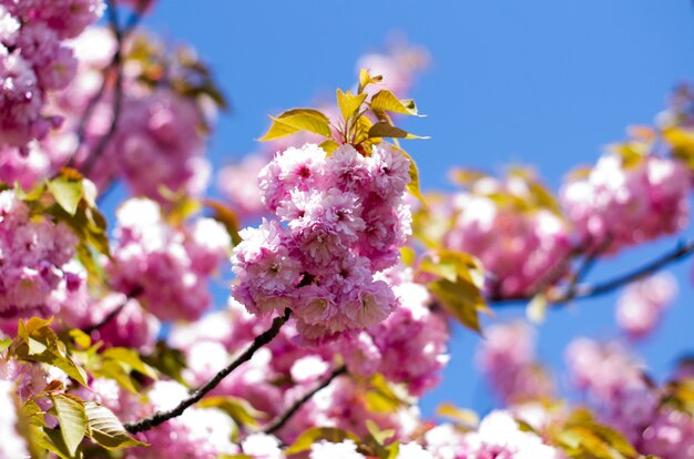 flores en el cielo azul