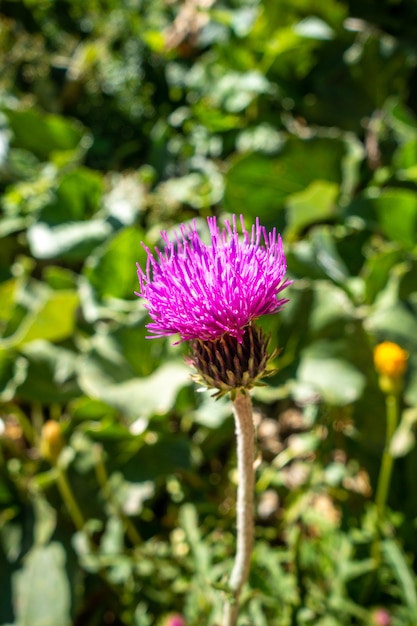 Flores circenses fecham a vista no parque nacional de vanoise, frança