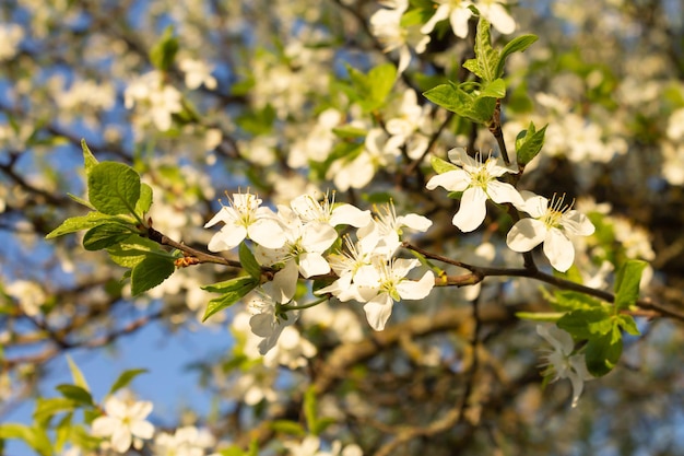 Flores de ciruela blanca sobre un fondo verde brillante La ciruela del equilibrio mundial Prunus cerasifera florece en un soleado día de primavera