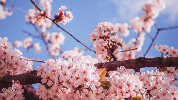 Flores de ciruela de cerezo de cerca con pétalos de rosa y en una rama Fondo de primavera