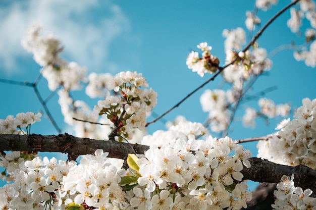 Flores de ciruela de cerezo de cerca con pétalos de rosa y en una rama