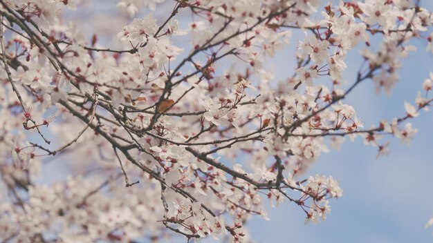 Foto flores de ciruela de fondo natural con flores blancas en flor con centros rojos