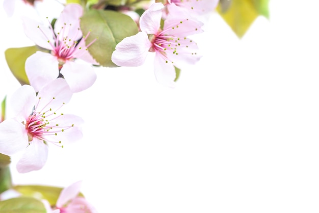 Flores de ciruela rosa con hojas verdes aisladas sobre fondo blanco