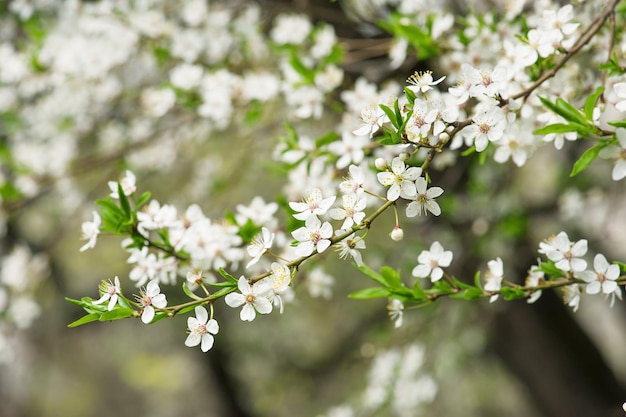 flores de ciruela