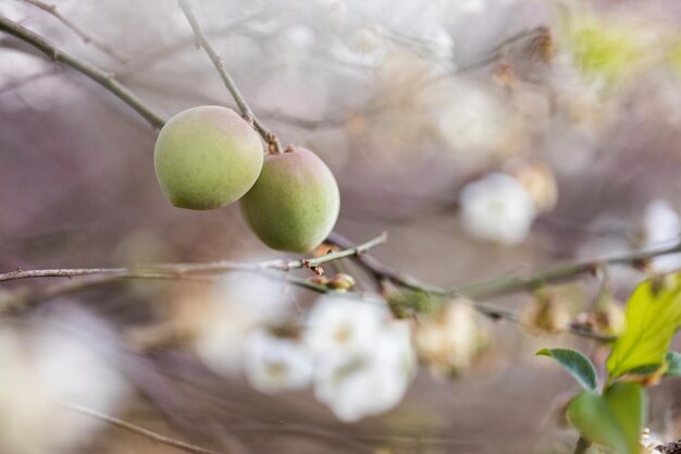 Flores de ciruelo blanco en el árbol