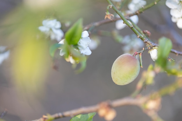 Flores de ciruelo blanco en el árbol