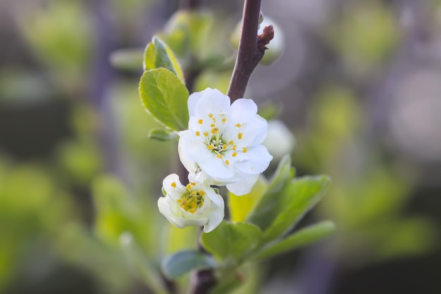 Flores de ciruelo blanco en el parque de primavera Fondo de naturaleza hermosa Primavera en el campo