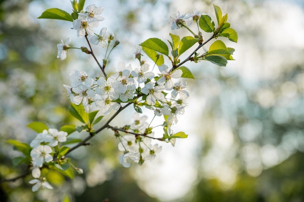 Flores de ciruelo blanco que florecen en primavera.Hermoso huerto de manzanos con manzanos en flor Primavera