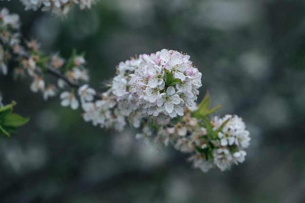 Las flores de ciruelo blanco en las ramas del ciruelo en el huerto están en flor