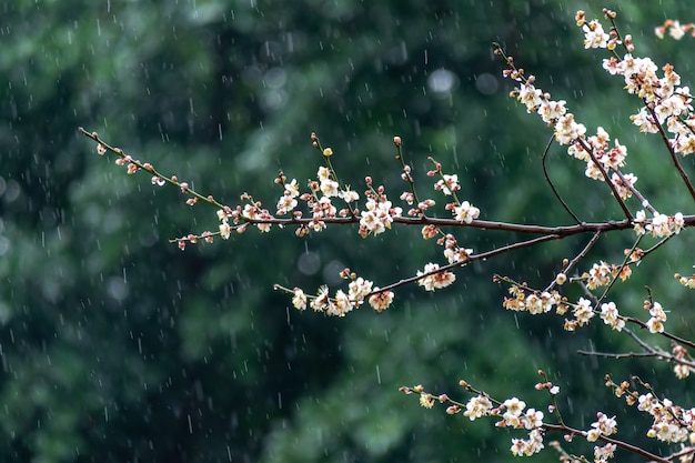 Flores de ciruelo blanco sobre un fondo verde bajo la lluvia