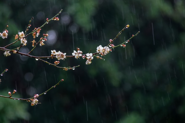 Flores de ciruelo blanco sobre un fondo verde bajo la lluvia