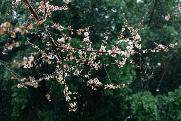 Flores de ciruelo blanco sobre un fondo verde bajo la lluvia