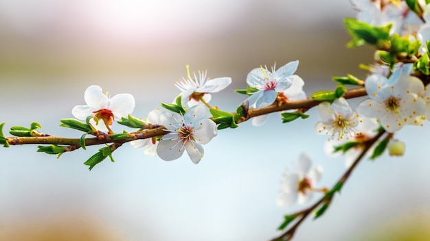 flores de ciruelo cereza cerca del río en un borroso