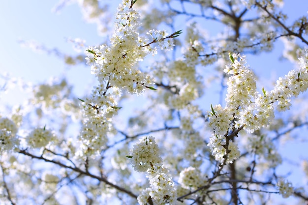 flores de ciruelo en una foto clara y soleada para postales y diseño