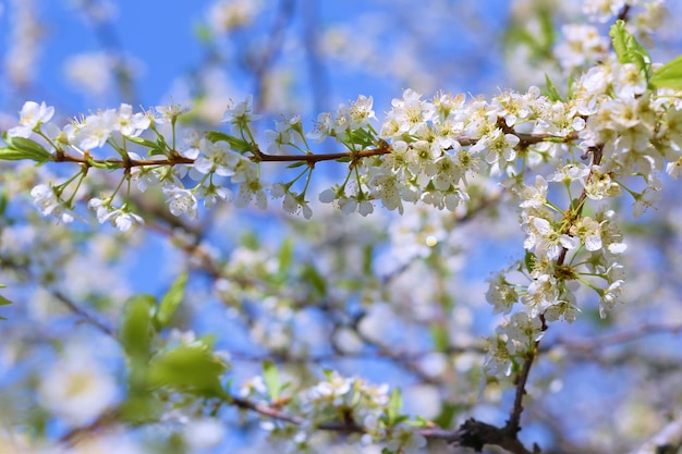 flores de ciruelo en una foto clara y soleada para postales y diseño