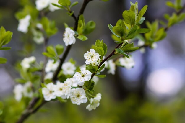 Flores de ciruelo en el parque de primavera Hermoso fondo de naturaleza Primavera en el campo