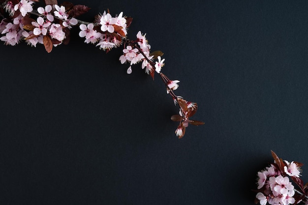 Flores de ciruelo sobre fondo negro con espacio de copia