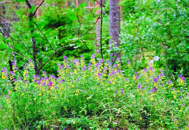 Flores en un claro del bosque