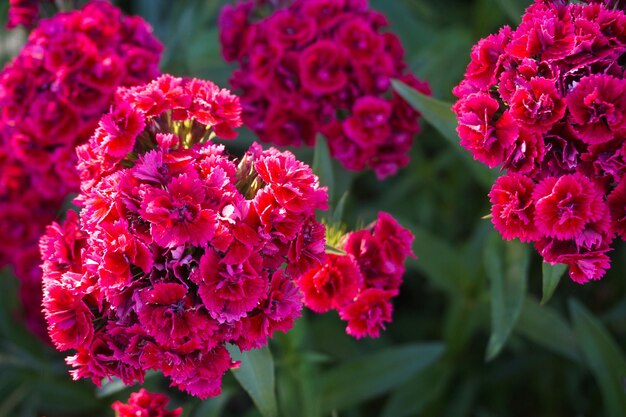 Flores de clavel chino tomadas de cerca en el jardín