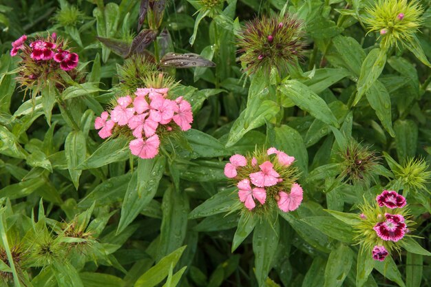 Flores de clavel que crecen en un jardín con hojas verdes en el fondo