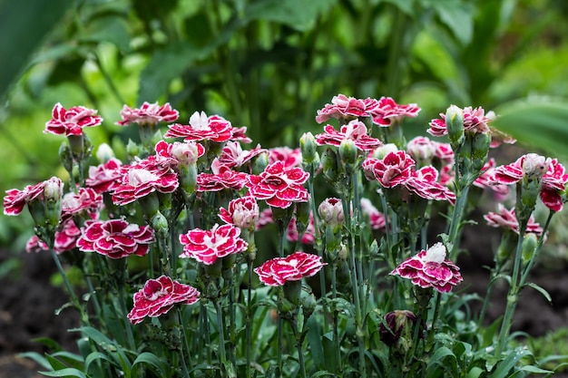 Flores de clavel rosa en el jardín de verano. Dianthus caryophyllus.