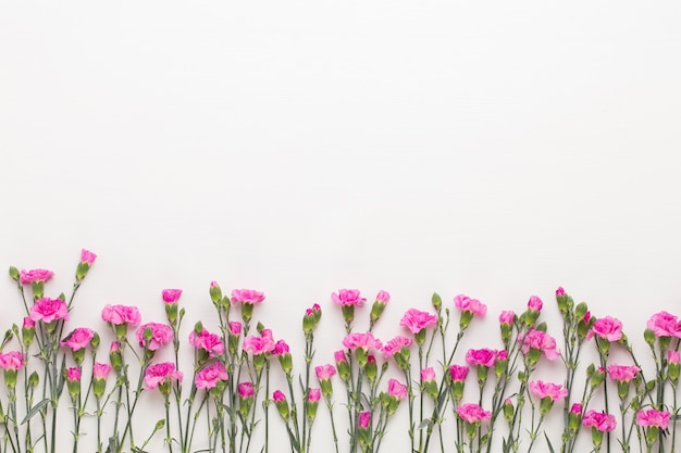 Flores de clavel rosa sobre blanco