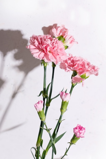 Flores de clavel rosa sobre fondo blanco.