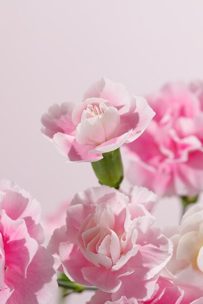 Flores de clavel rosa suave en plena floración capturadas en la luz natural del día sobre un fondo rosa