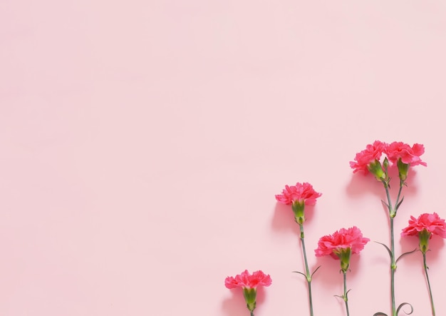 flores de claveles rosadas sobre un fondo rosado