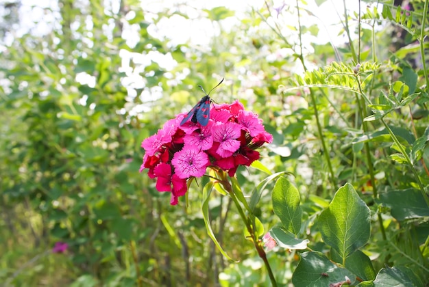 Flores de claveles bajo el sol. La burnet de seis puntos Zygaena filipendulae: una polilla que vuela diurna.