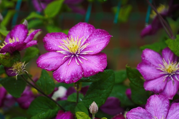 Flores de clemátide lila en primer plano rodeadas de hojas verdes Una rama con flores de primavera flores rosadas lilas floreciendo fondo floral