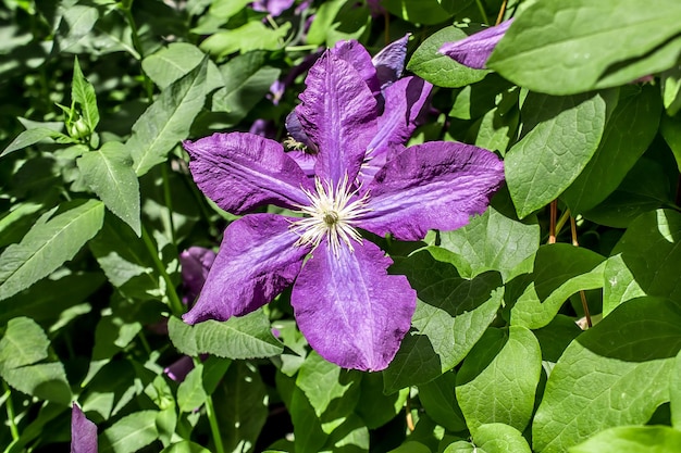 Flores de clematis en la naturaleza