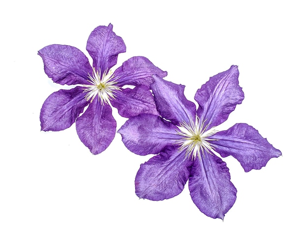 Flores de clematis sobre un fondo blanco