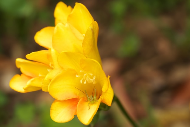 Foto flores.close-up