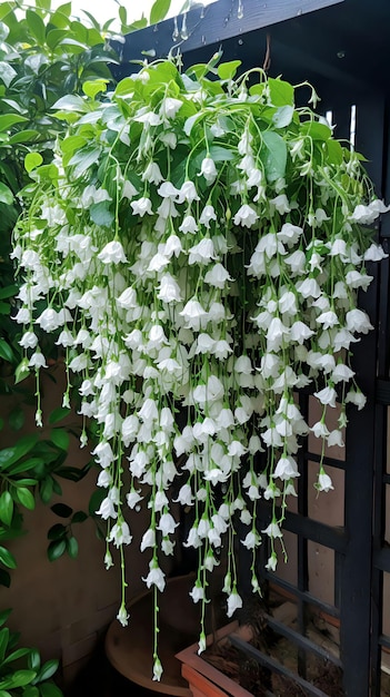 Flores colgantes en el jardín.