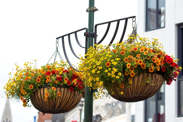 Flores colgantes en los pilares de Reykjavik Islandia