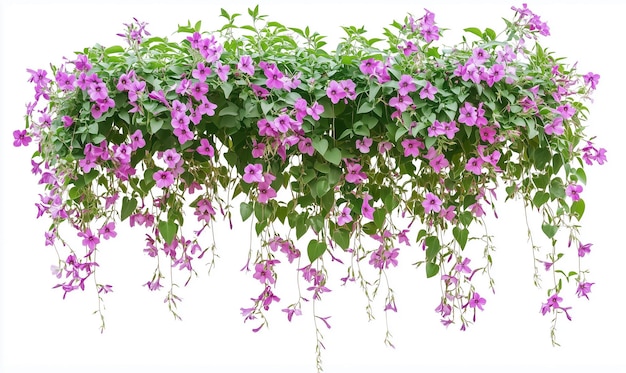 Flores colgantes púrpuras